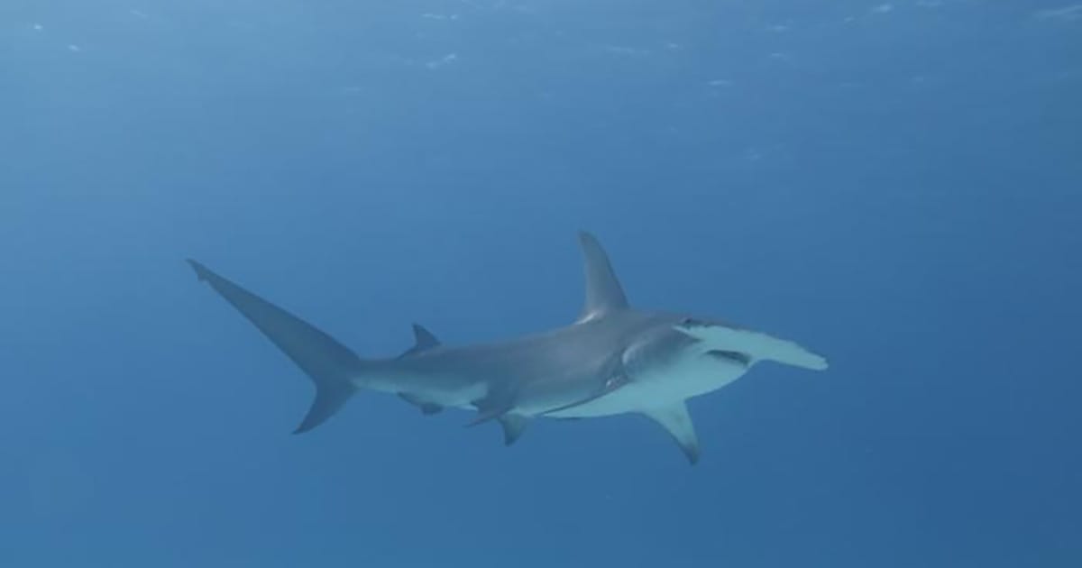 A hammerhead shark. (Image credit: Yannis Papastamatiou, Florida International University)