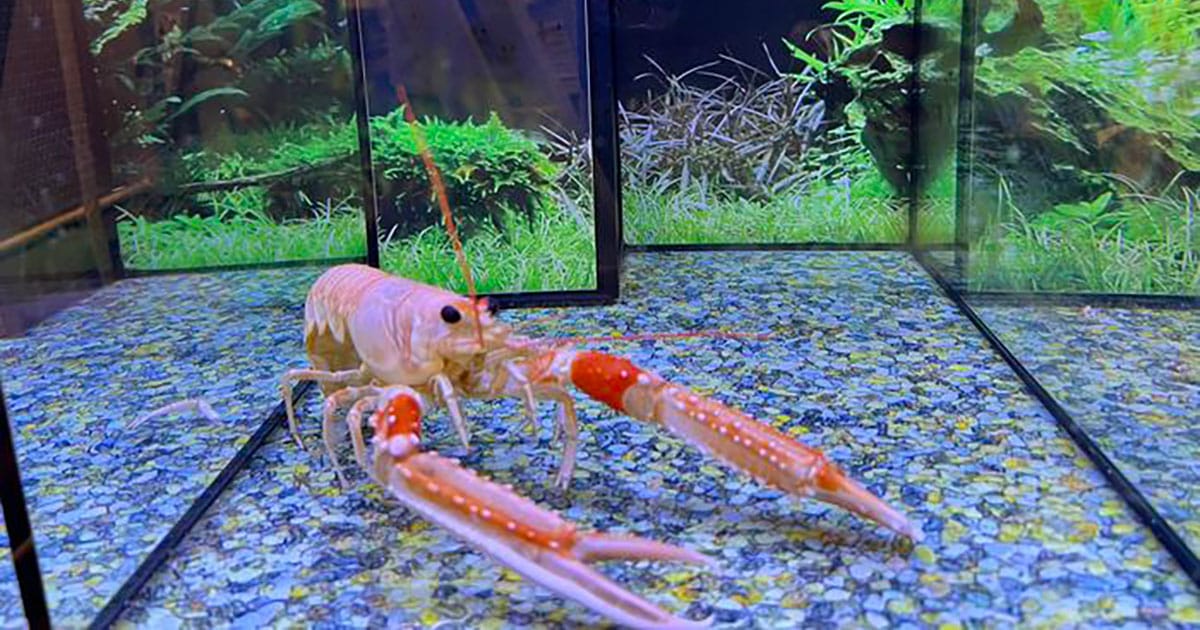 The Norway lobster is important in fisheries and was used to explore whether human pain-relieving drugs also prevented pain responses in a decapod crustacean.