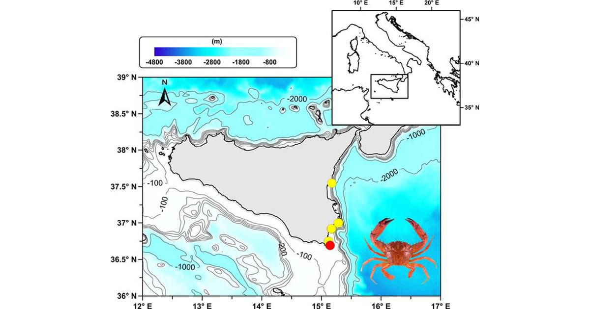 Distribution map of Gonioinfradens giardi; new records along the Ionian coast of Sicily are shown in yellow (circles), while the red circle indicates the first published record.