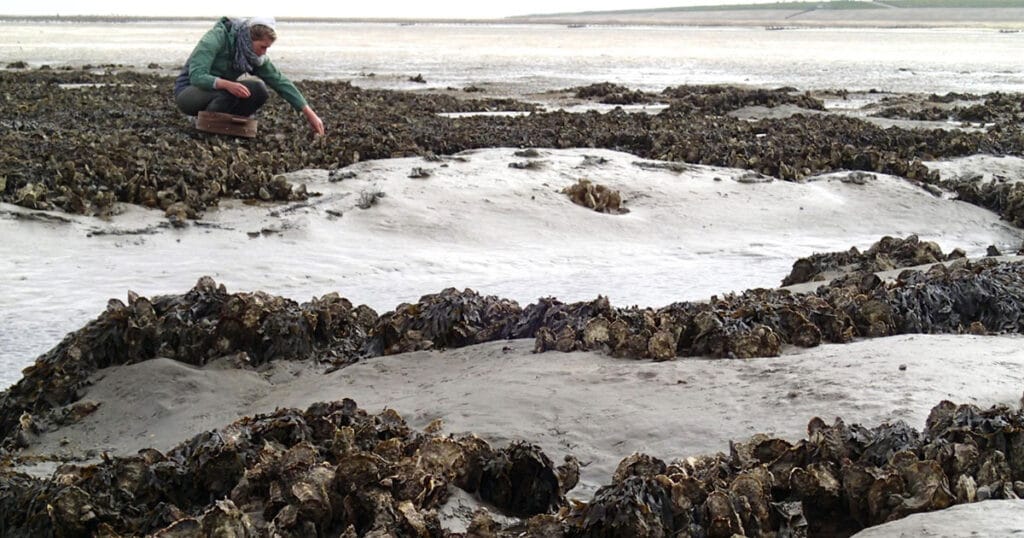 Oyster reefs in the Dutch Wadden Sea.
