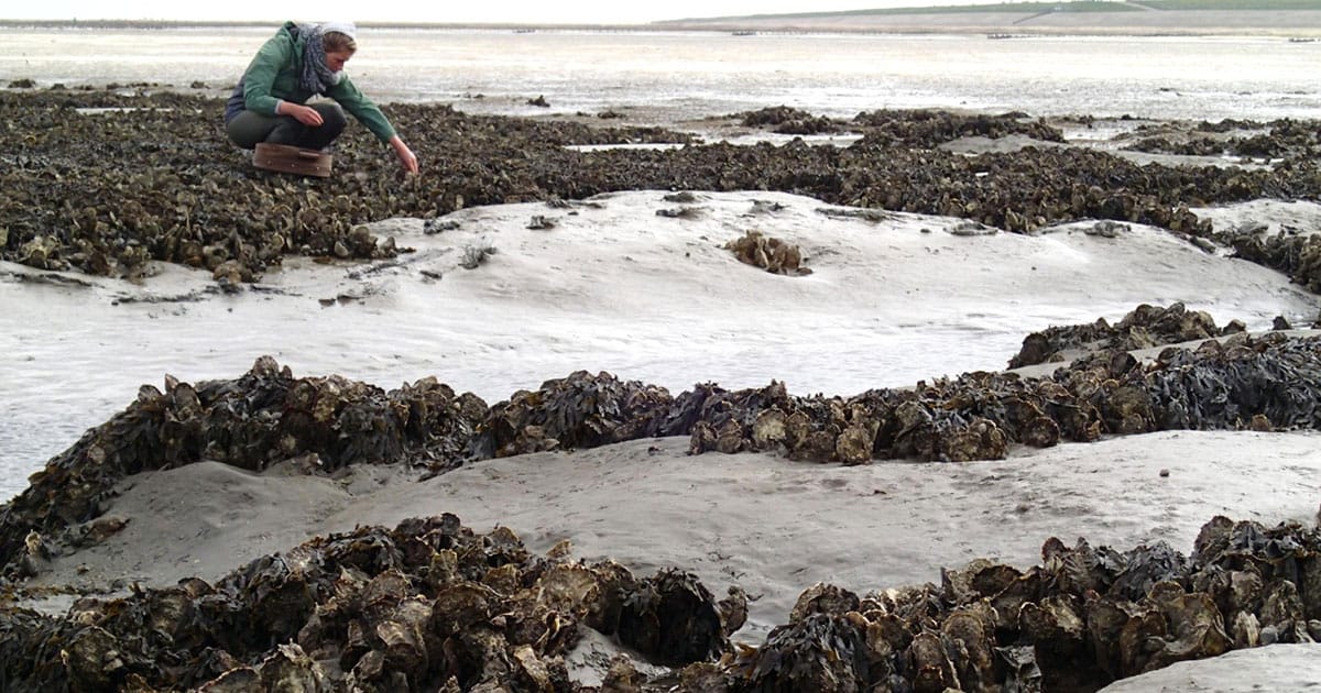 Oyster reefs in the Dutch Wadden Sea.