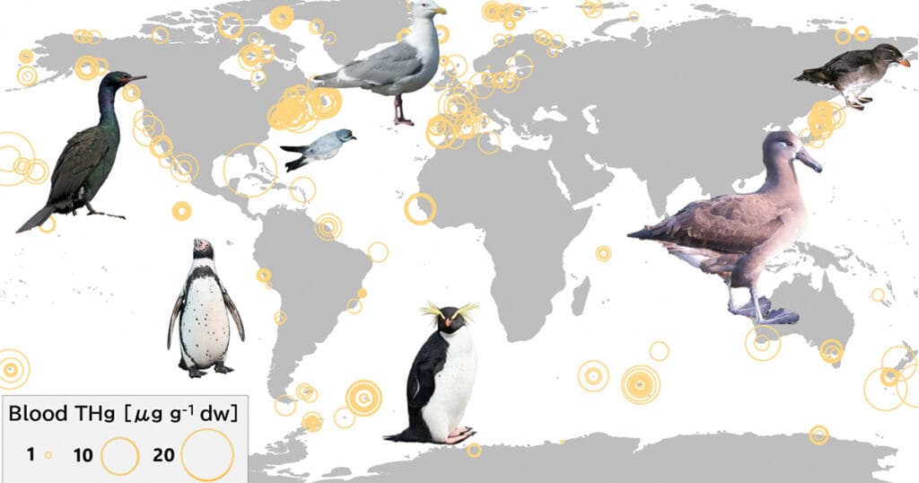 This study provides the drivers of variation in mercury concentrations in seabirds and, further, the first biologically based estimate of oceanic mercury distribution, analyzing blood mercury levels in more than 11,215 seabirds from 108 species, including 659 newly collected samples and over 10,556 from prior research. (THg: total mercury). (Image credit: Jumpei Okado)