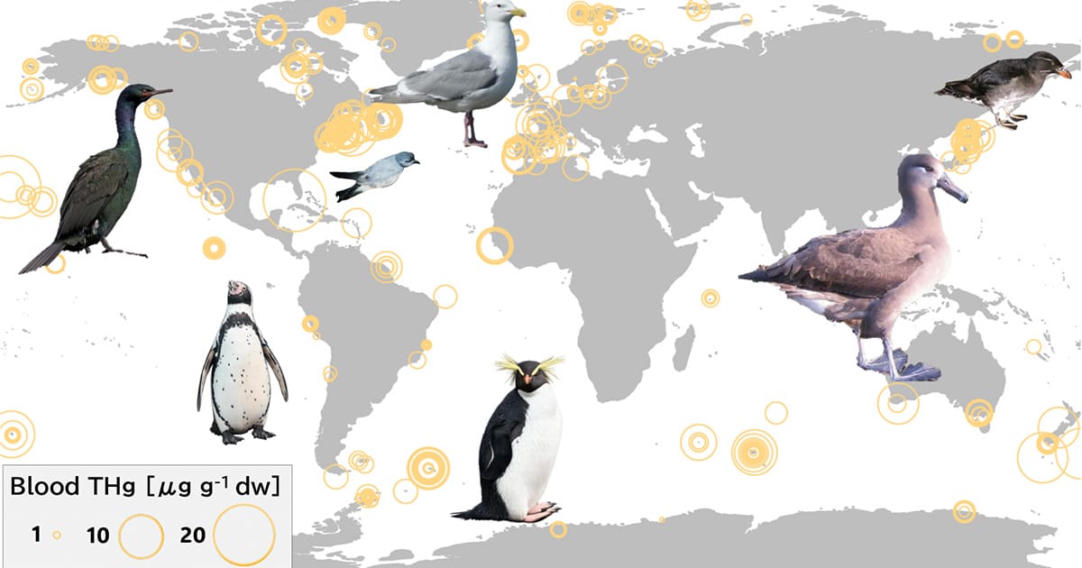 This study provides the drivers of variation in mercury concentrations in seabirds and, further, the first biologically based estimate of oceanic mercury distribution, analyzing blood mercury levels in more than 11,215 seabirds from 108 species, including 659 newly collected samples and over 10,556 from prior research. (THg: total mercury). (Image credit: Jumpei Okado)