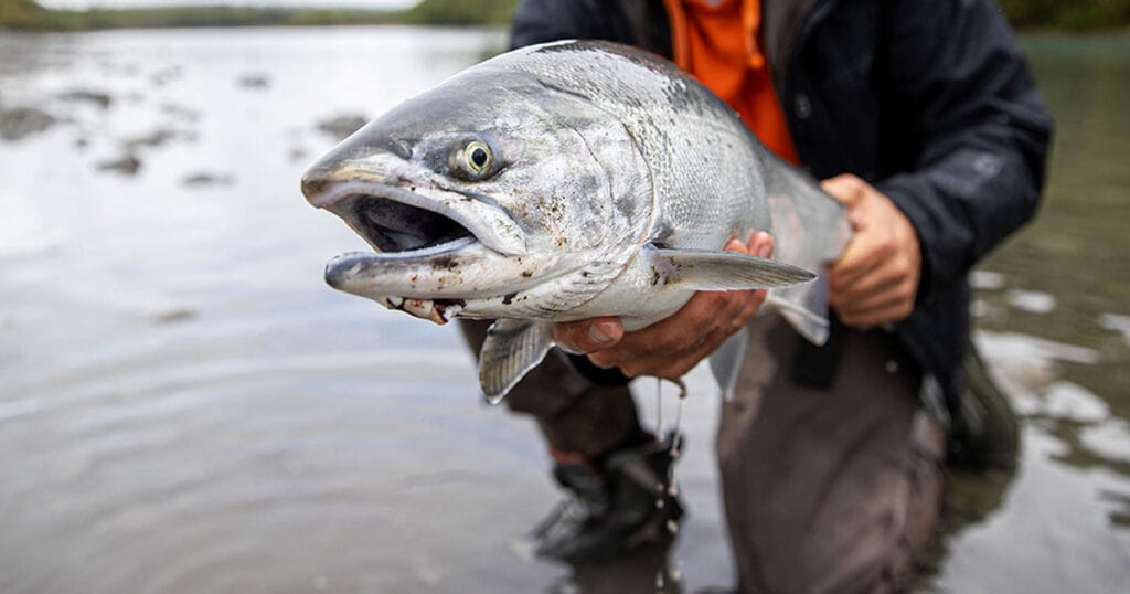 Salmon Fishing