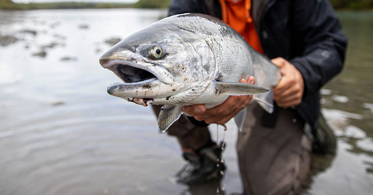 Salmon Fishing