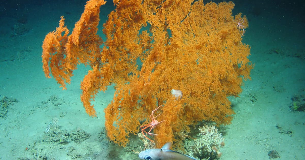 Deep-sea fan. (Image credit: Eurofleets 2, Marine Institute, University of Plymouth)