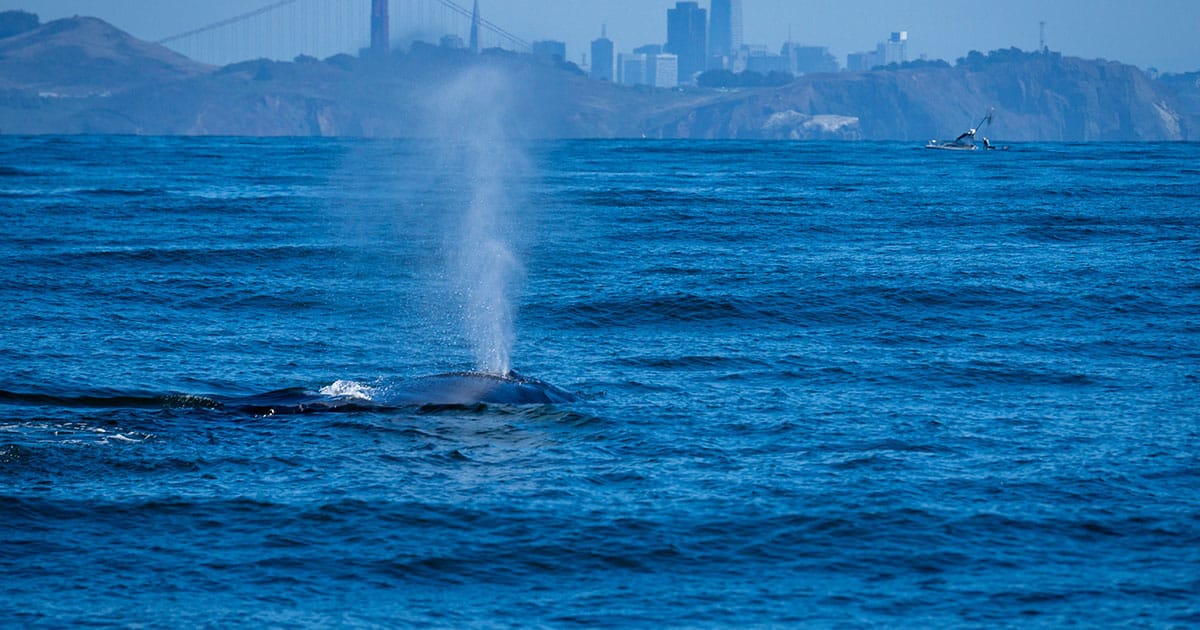 A humpback whale spouting against the backdrop of San Francisco and the Golden Gate Bridge.