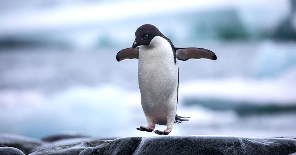 Antarctic Adélie penguin jumping