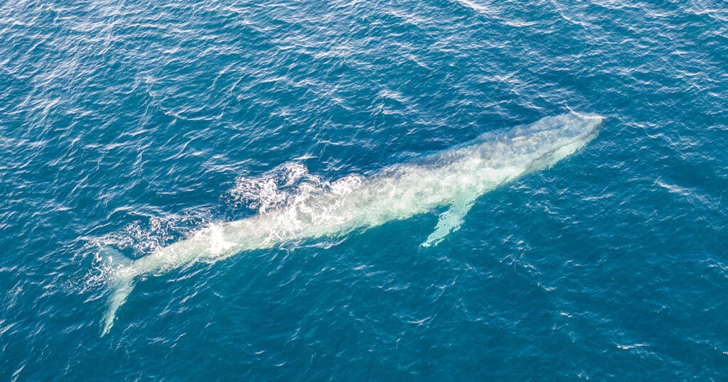 Blue Whale.