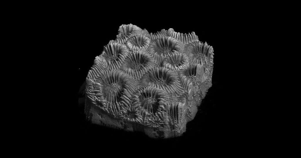 A micro-CT of healthy coral (M. cavernosa).