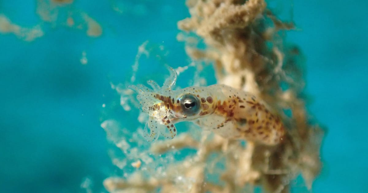 A pygmy squid (Idiosepius sp.)