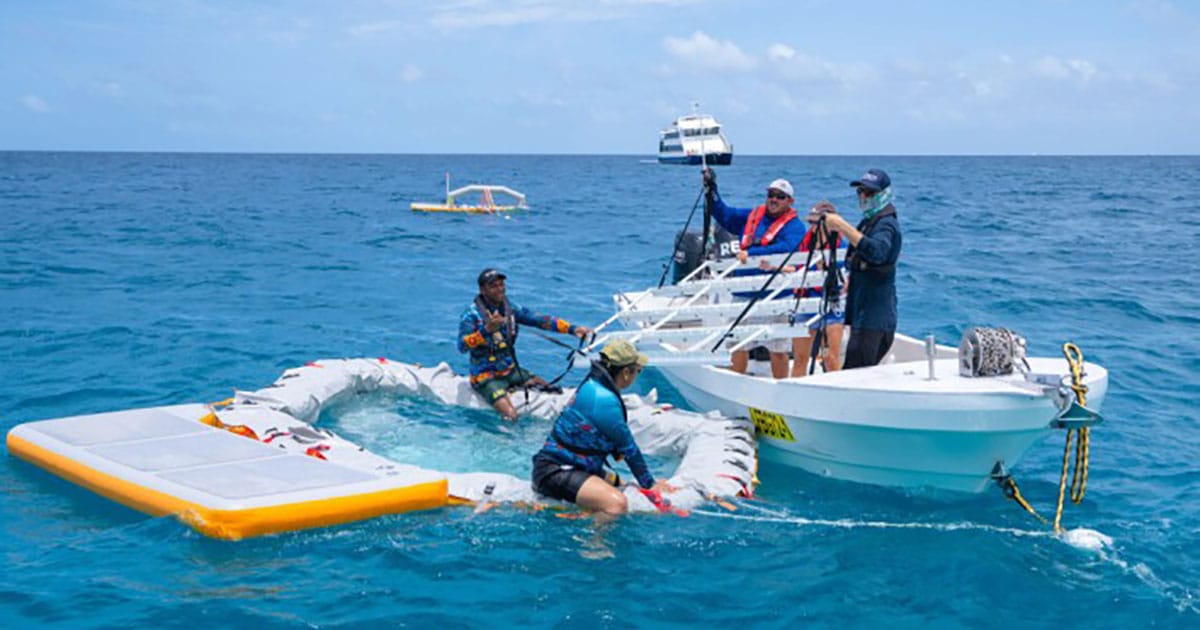 A coral larval pool during spawning on the Great Barrier Reef.
