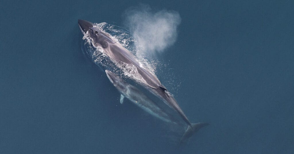 Sei whales in the Northwest Atlantic migrate along the Atlantic coast of the United States and Canada, heading south during winter and north during the summer. The peak in sei whale acoustic presence in the New York Bight occurred during a short window in spring.