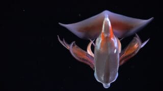 A squid documented by ROV SuBastian at 500 meters depth in the Southern Atlantic Ocean. During the “Animals as Living Bioreactors” expedition, researchers studied various marine species participating in diel vertical migration, where organisms ascend from the depths nightly to feed, then retreat to deeper waters at dawn to avoid predators. 