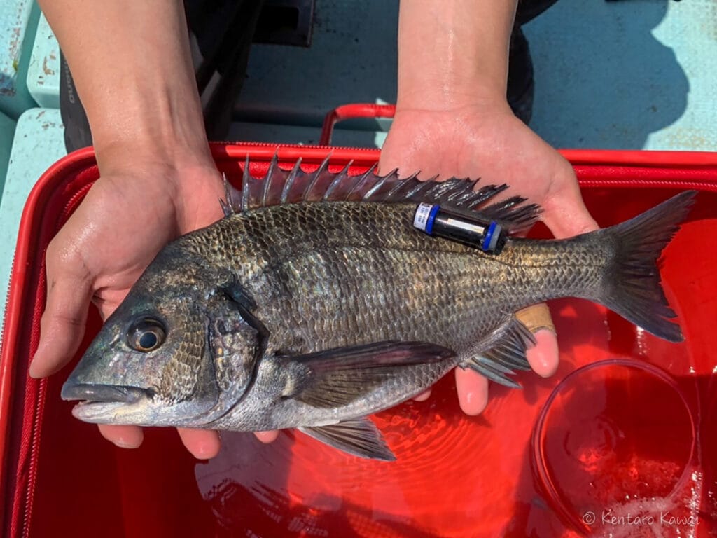 A black sea bream tagged with an ultrasonic transmitter.