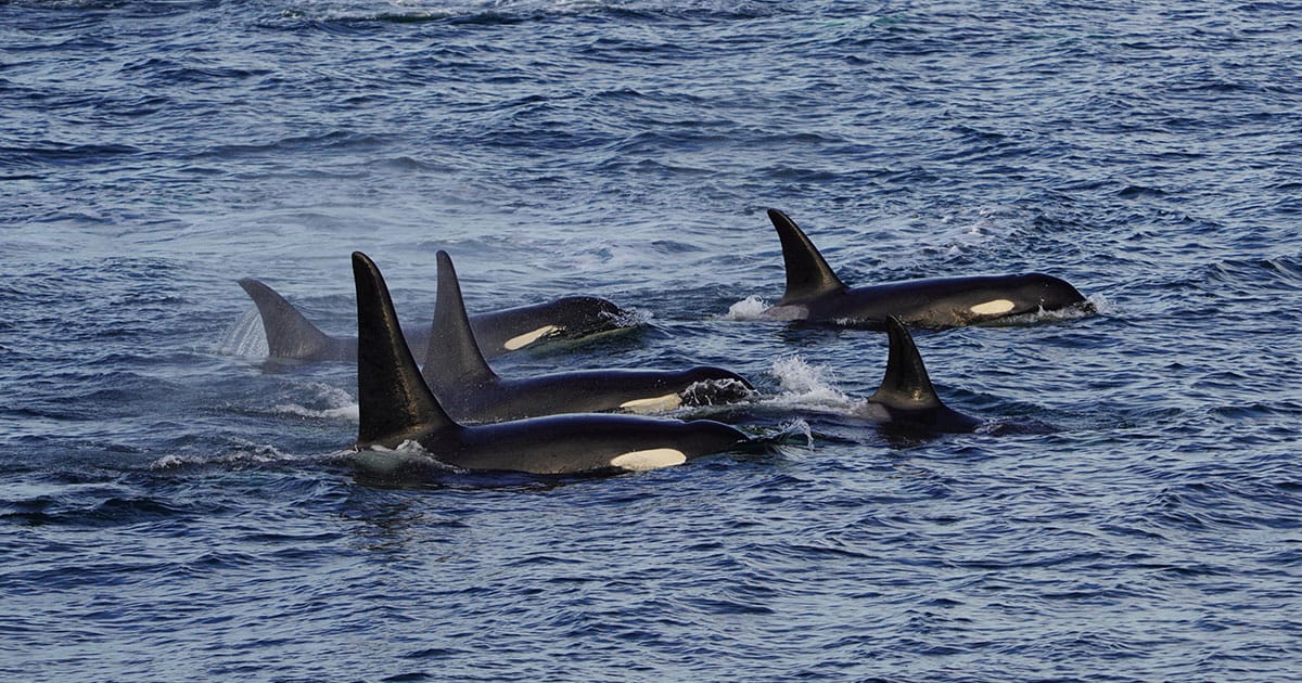 Southern Resident killer whales share busy waterways with cargo ships, passenger ferries, and a host of other vessels in British Columbia's Salish Sea. HALLO is an AI-based system that will predict when whales are moving into shipping lanes, so vessel pilots can implement dynamic slowdowns to reduce noise pollution.