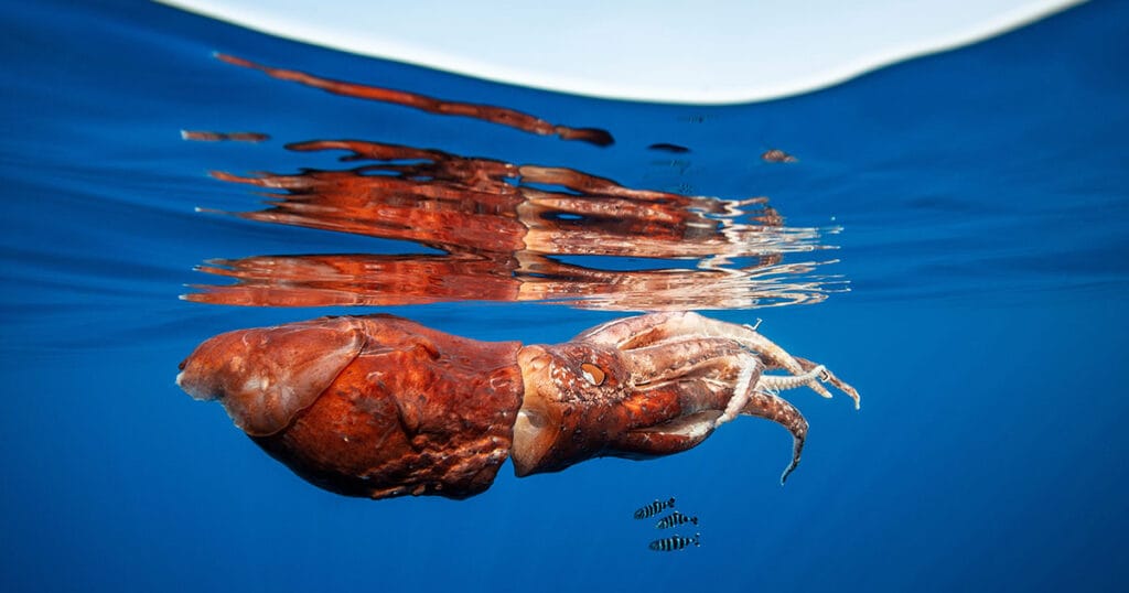 Squid