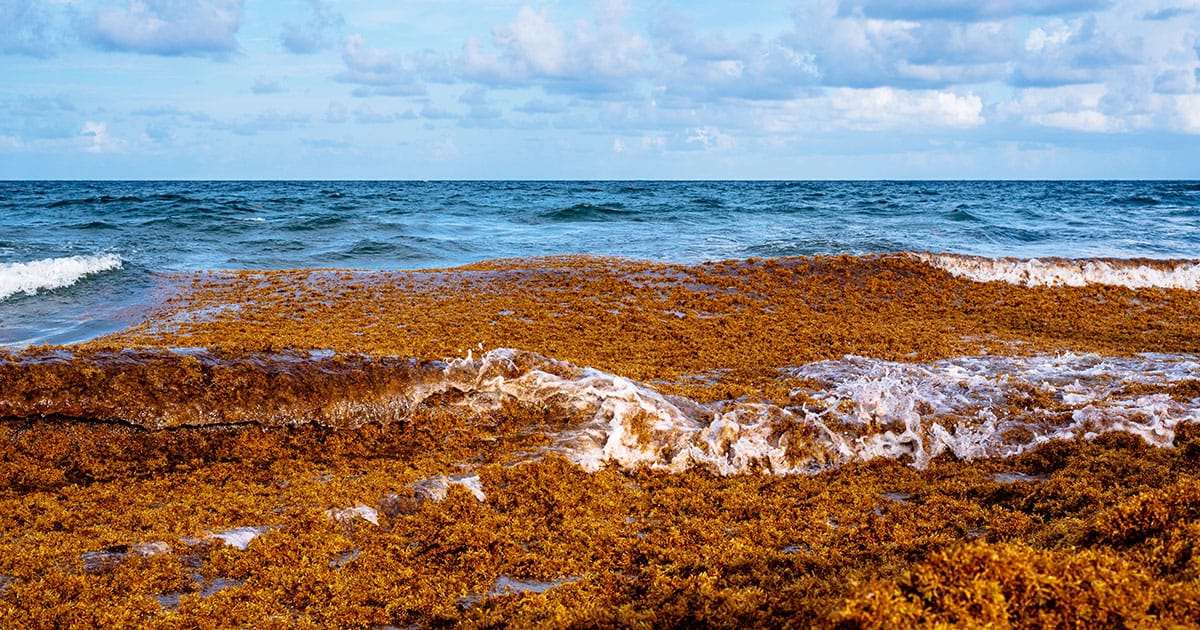 Sargassum Seaweed
