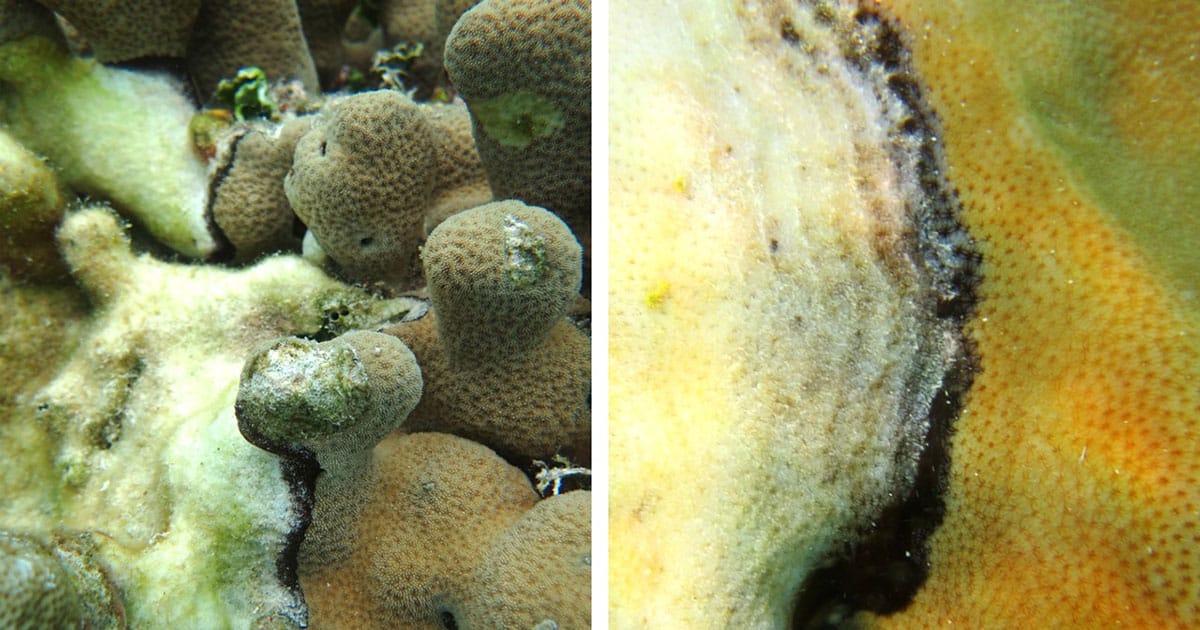 Black Band Disease is caused by dark microbial mats moving across the coral surface.