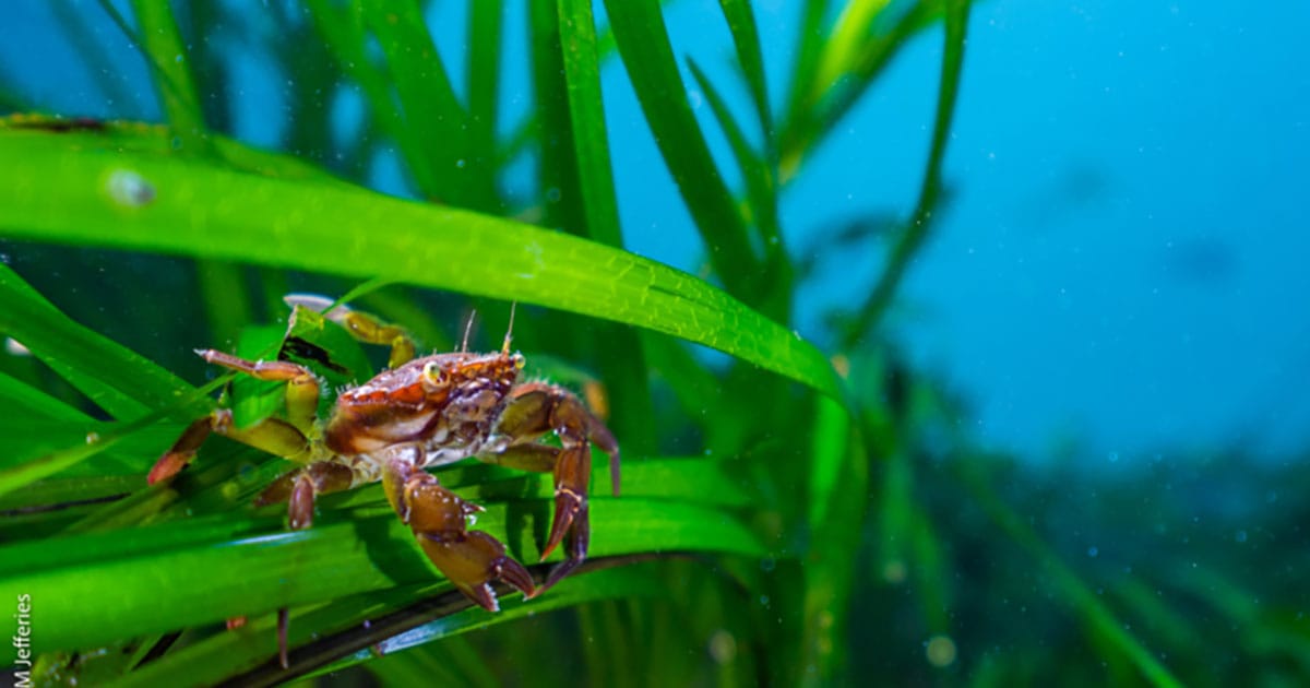 Crab in seagrass in Orkney.