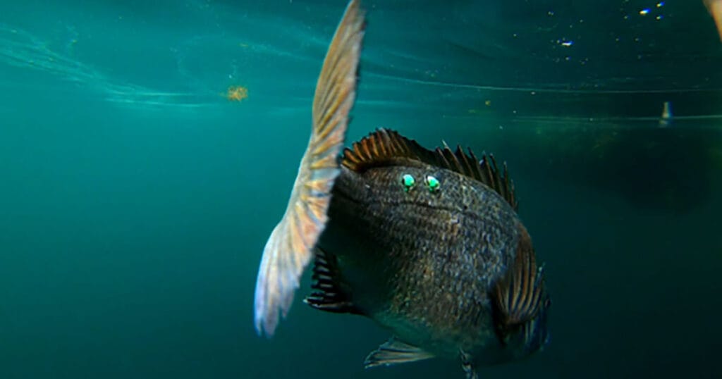 A black sea bream swimming off after being released into Hiroshima Bay following tagging with an ultrasonic transmitter for the study.