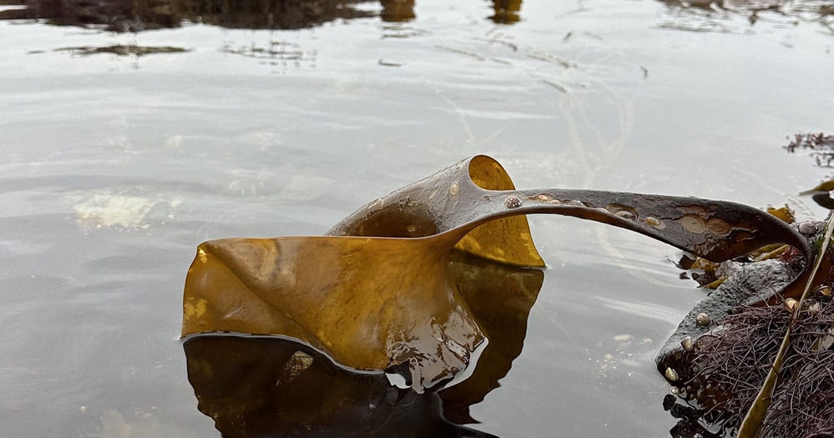 The complex sugars in brown algae, such as these pictured during fieldwork in Roscoff by co-author Nicole von Possel, are among the hardest to break down by bacteria in the ocean, which makes them important for carbon storage. Marine relatives of the gut bacterium Akkermansia turn out to be specialists in tackling them.