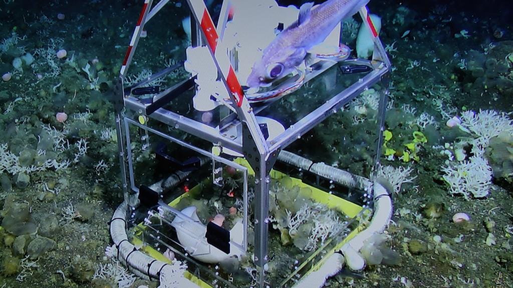 Some local interest in the deployment of the incubation chamber.