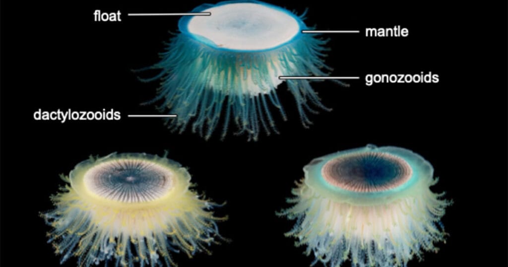 This photo shows different parts of the (sometimes not-so-blue) blue button: the chitinous float; the mantle; gonozooids, responsible for reproduction; and the dactylozooids, which catch food and defend. Unseen at the center is the gastrozooid, which digests food to provide nutrients to the whole colony.