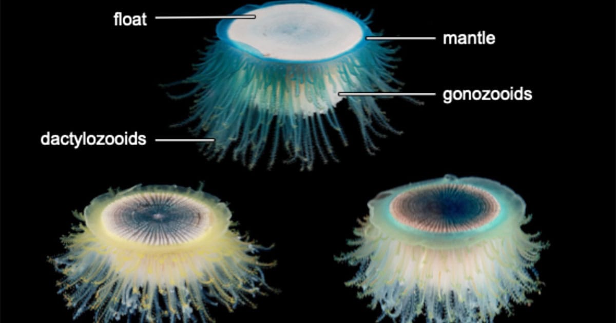This photo shows different parts of the (sometimes not-so-blue) blue button: the chitinous float; the mantle; gonozooids, responsible for reproduction; and the dactylozooids, which catch food and defend. Unseen at the center is the gastrozooid, which digests food to provide nutrients to the whole colony.