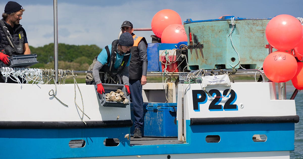 Blue Marine team putting oysters in their new home.