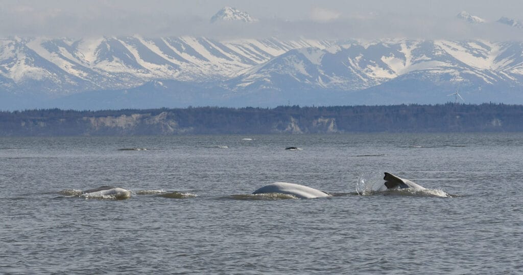Cook Inlet belugas swimming in northern Cook Inlet, near Anchorage, Alaska.