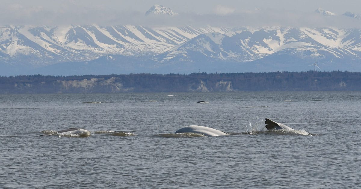 Cook Inlet belugas swimming in northern Cook Inlet, near Anchorage, Alaska.