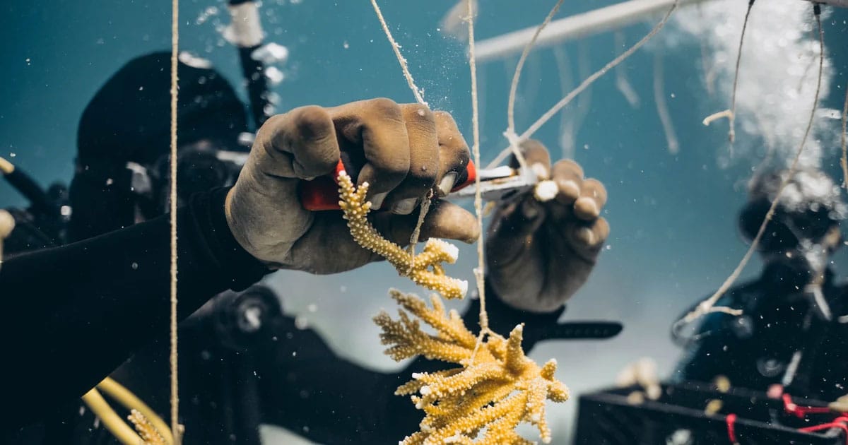Coral Reef Restoration