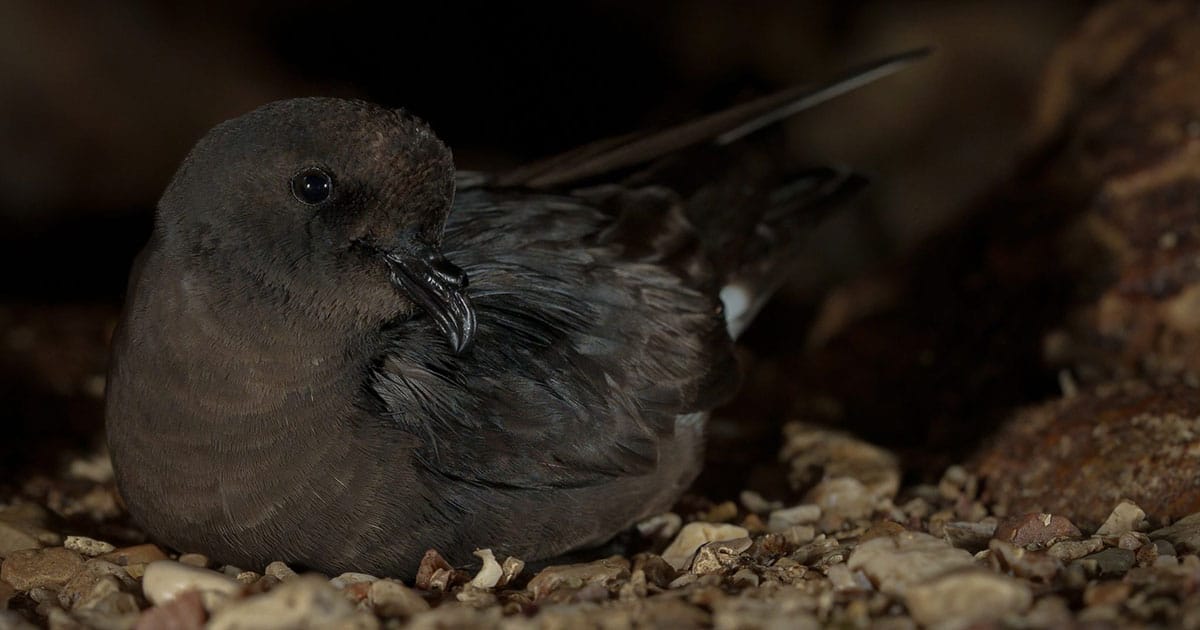 A Mediterranean storm petrel incubates its eggs deep in a dark cave by the sea in Sardinia, Italy.