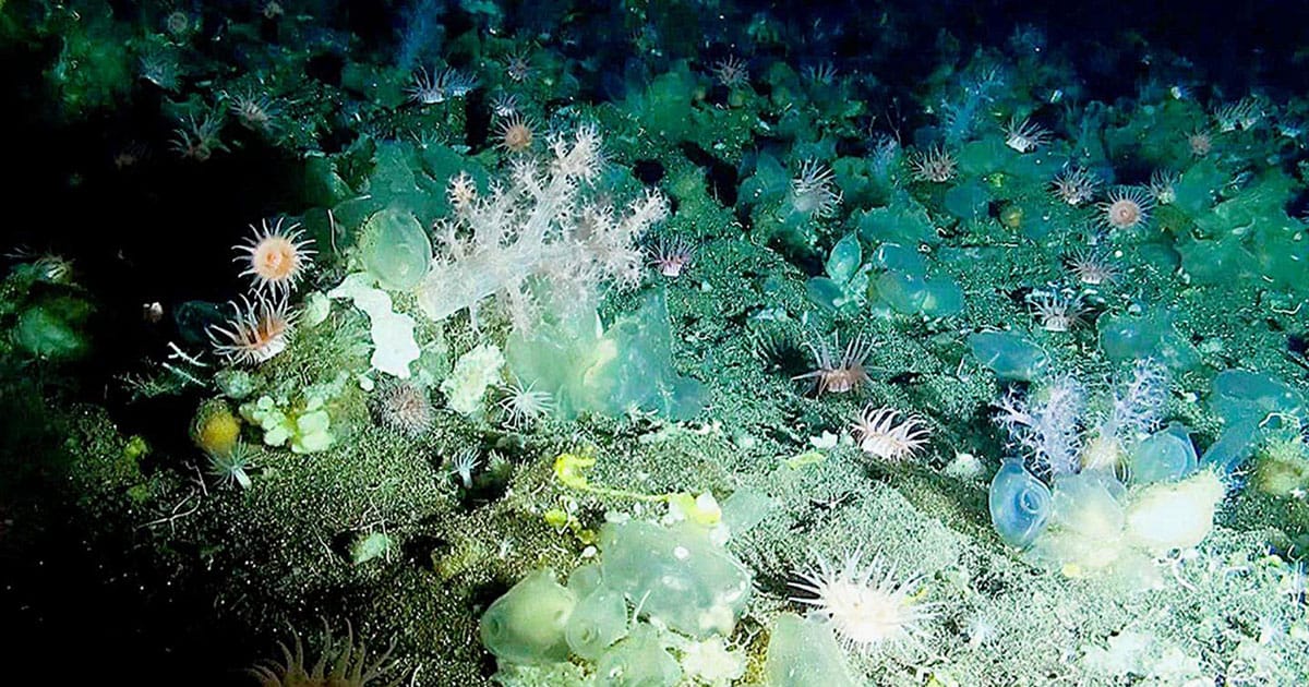 Deep-sea sponge grounds are hotspots of marine biodiversity.