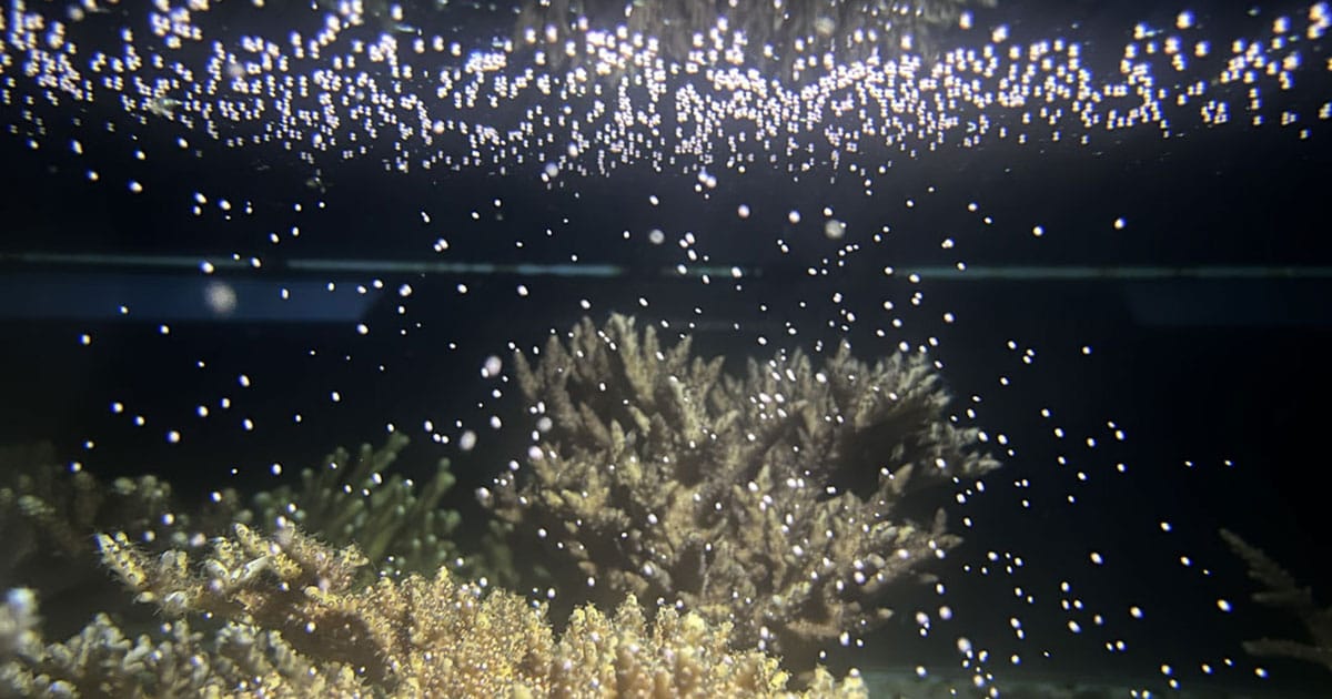 Inside KAUST’s Coral Spawning Program - environment coastal & offshore