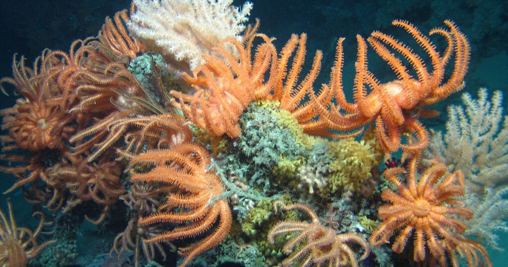 Orange brisingids on coral.