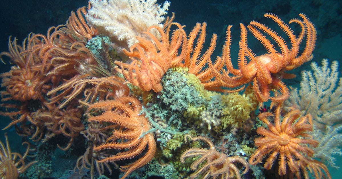 Orange brisingids on coral.