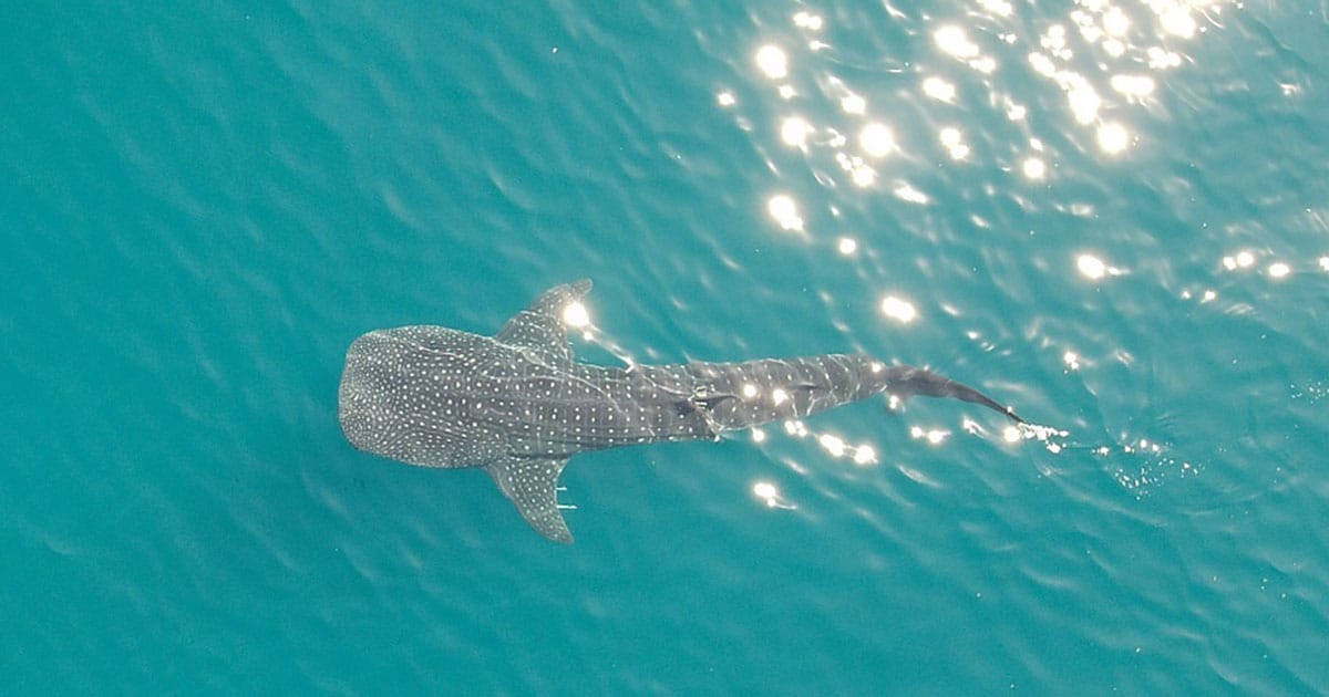 An image of a whale shark in the Ningaloo Reef captured via a drone.
