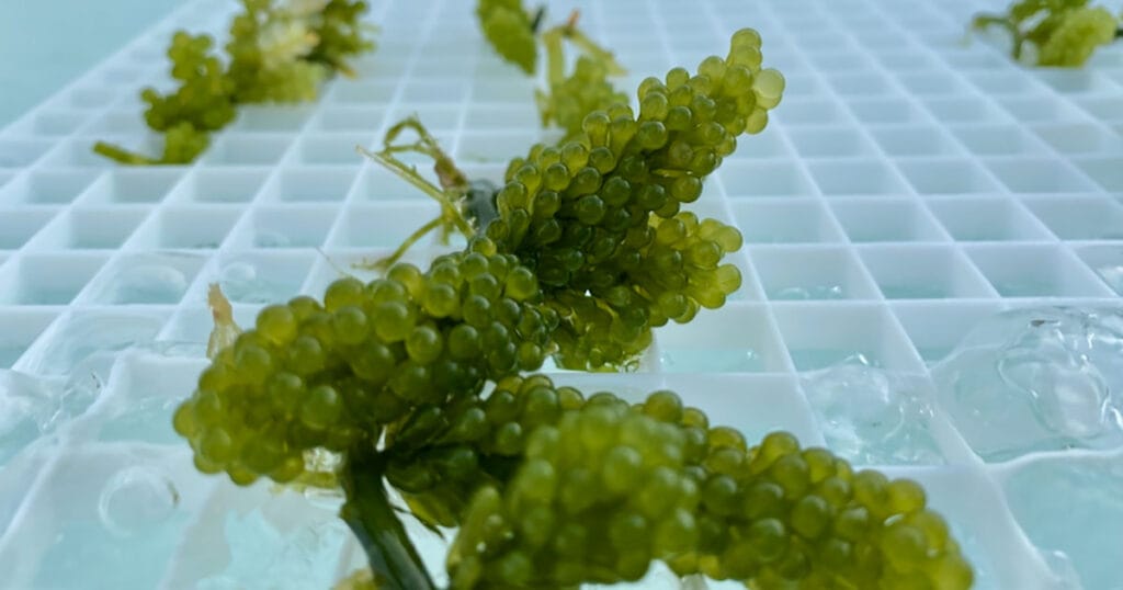 Caulerpa racemosa macroalgae. (