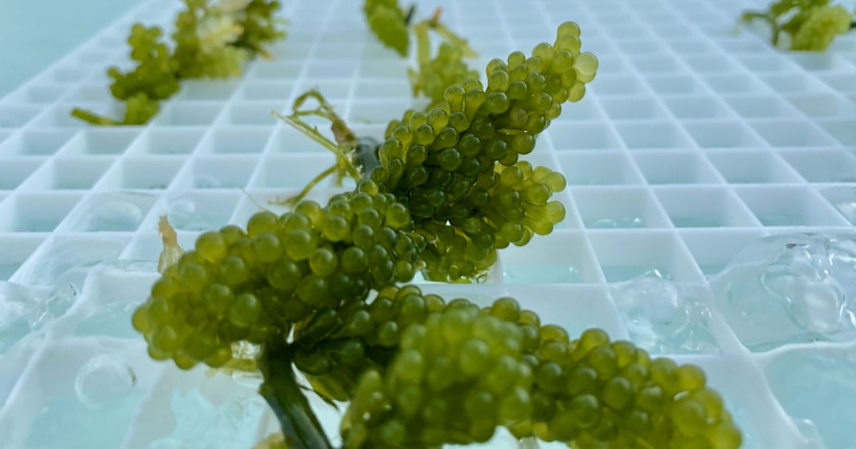 Caulerpa racemosa macroalgae. (