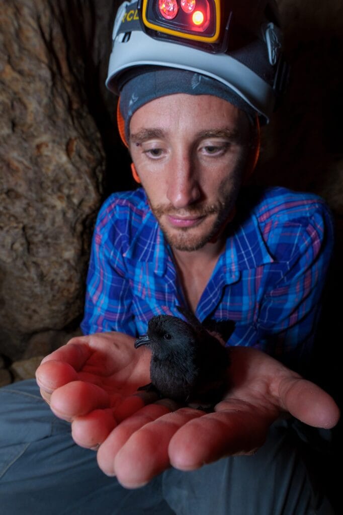 Lead researcher, Federico De Pascalis, holds a Mediterranean storm petrel in a dark cave by the sea in Sardinia, Italy.