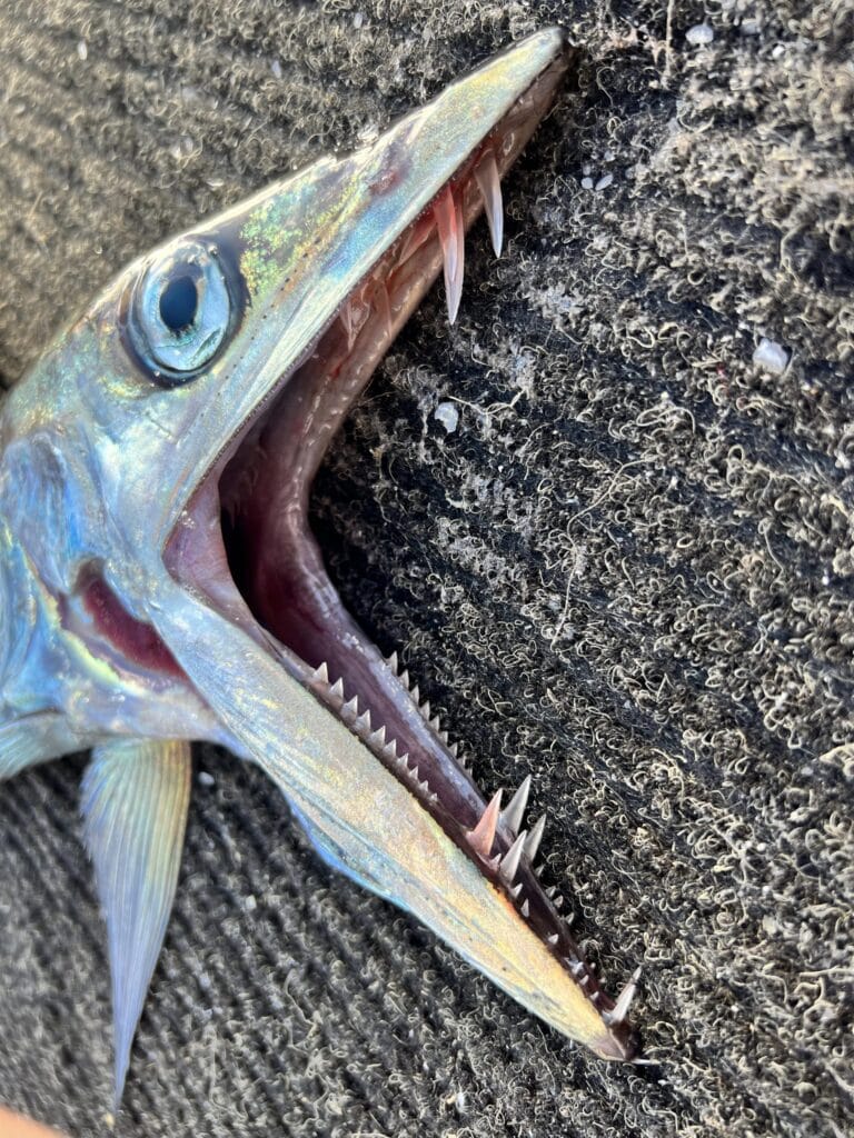 Lancetfish are among the species discarded in staggering numbers, which rarely survive release. 