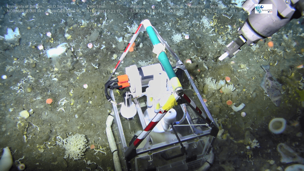 One of the incubation chambers is placed over a sponge reef on a ridge of the Schulz bank.