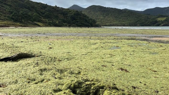  Masses of invasive Caulerpa on a New Zealand beach. 
