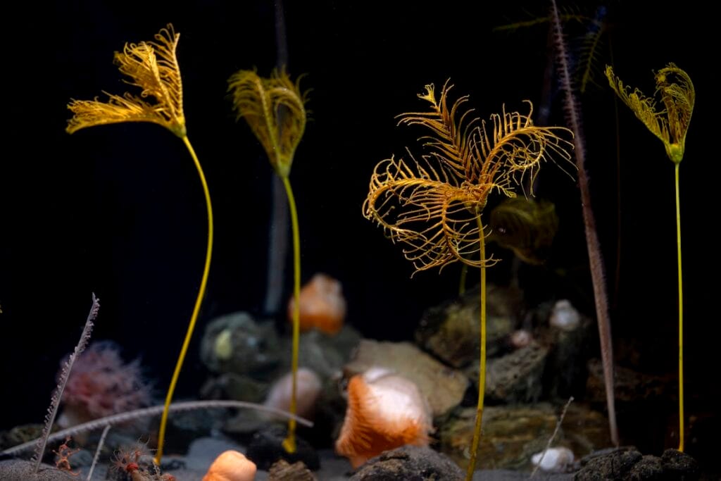The sea lily Parahyocrinus claguei was first discovered with MBARI technology and described as a new species by MBARI collaborators in 2017. This living fossil was recently exhibited for the first time anywhere in the world at the Monterey Bay Aquarium. (Image credit: Monterey Bay Aquarium)
