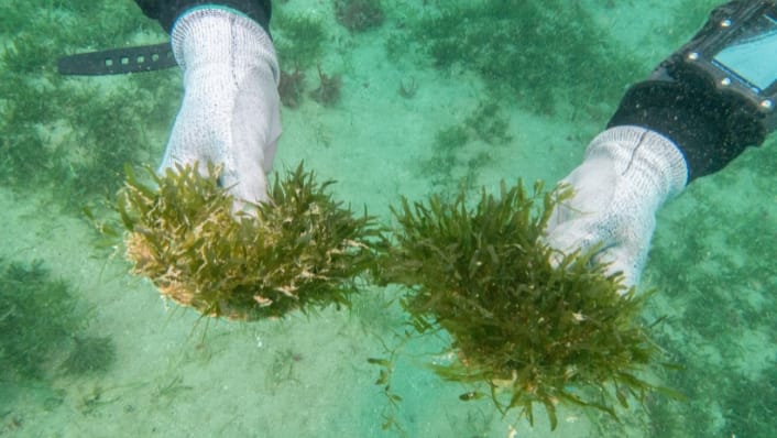 A diver samples Caulerpa. 