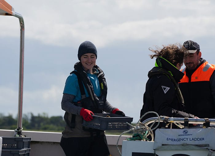 Oysters being deployed on the new reef. 