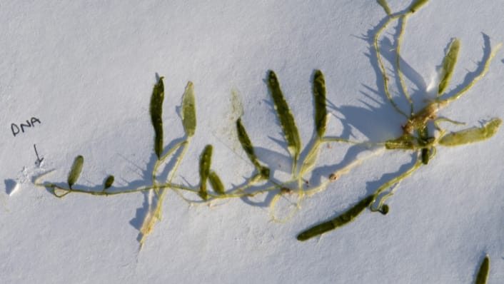 Caulerpa can grow from tiny fragments and survive outside water for 10 days. 