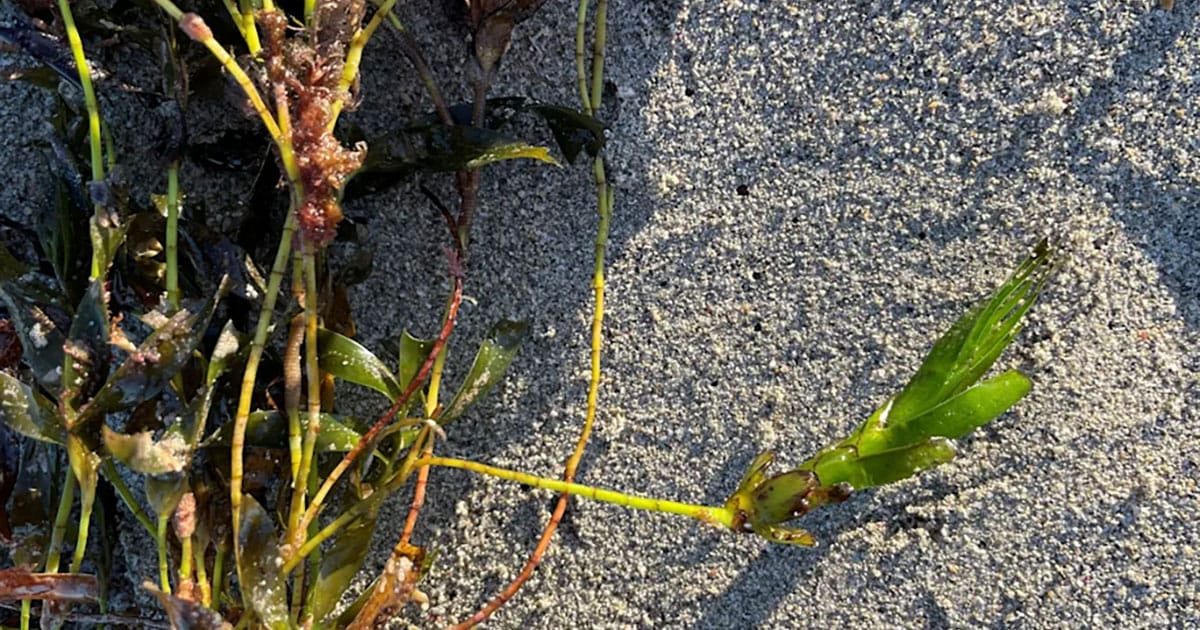 An immature Amphibolis antarctica seedling attached to the mother plant.